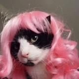 добрые мемы с котятами 🐯