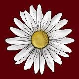 СПАЗМ-КАНОН