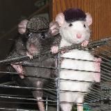 ✨уютный домик крысы✨