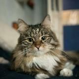 Самый уютный приют 50pets