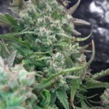 Гроурепорт 🌲