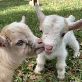 Монетизация тик ток Ютуб инста , работа