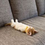 Диванчик - Юмор+Новости