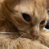 мои булочки