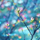 Воскресная Неделя Чат