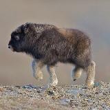 мускусный москвич