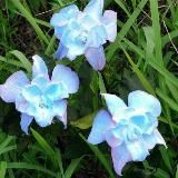 ∙•• Gᴏʟᴅᴇɴ ᴄʟᴏsᴇᴛ sᴛᴜᴅɪᴏ