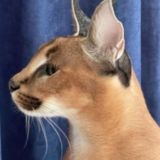 псевдоинтеллектуальный чат