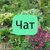 Цветы и Света | продажа многолетников Чат