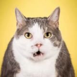 Дом Жирного Кота | Юмор