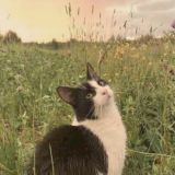 зелёный чай и тишина