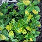 Уголок Мяты 🌿 Пряные травы и комнатные