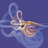 Doctor Umarov Doniyor