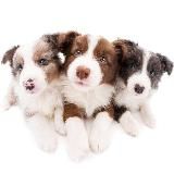 Конкурсы от Ханны и Балу🙄