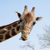 Животное и природное