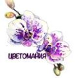 Цвет🌺мания