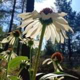 Растения и лес🌿