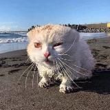 хозяйка большого кабана