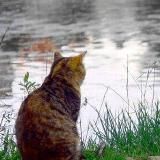 Сидящие на берегу