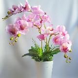 Уютный уголок: комнатные цветы🩷