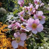 Сад своими руками