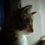 Кошка Мышка