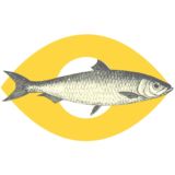 Рыба в курсе