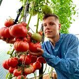 Помидорный рай с Борисом Сониным