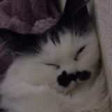 КИЧИГИН ХУЕСОС