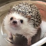 прайс свити