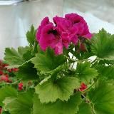 Портфели/Рюкзаки Лира