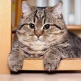 Мафия! Без МАТА