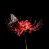 Оккультизм и отвага