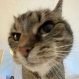 мохнатые киски