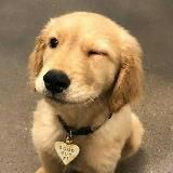 🍂 щенмин ૮₍ ´• ˕ •` ₎ა 🌒