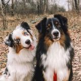 Дневник психованных собачек | Щенки Аусси