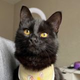 бьютипиздёжник