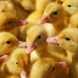 Drkwng Chat 🇺🇦