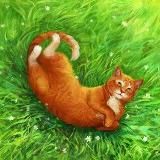 Ꭰᴇᴇr ʙᴇrry Ꮪᴛudiᴏ🌲