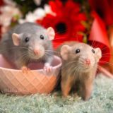 KAZANRAT (КЛДК МОСК Казань)