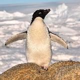 Пингвинов видел