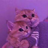 Сохранёнки, обсуждение