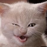 Смешные котики | Юмор | Кошки