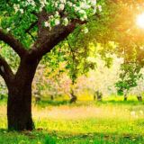 АНМ / 🌿 Ассоциация Натуральной Медицины 🌿 Association of Natural Medicine 🌿 ANM ☀️