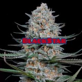BlackStarKush