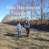 Павловния Оригинал в Ташкенте Нам уже 17 лет
