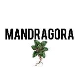 Mandragora | Сила трав и тишины