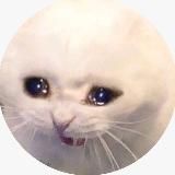 sad сat gamble 悲傷的貓