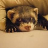 Халявный Difimi (Чатик)