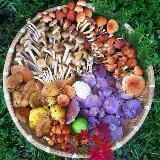 Fungithera /Биохакинг/ Здоровое питание